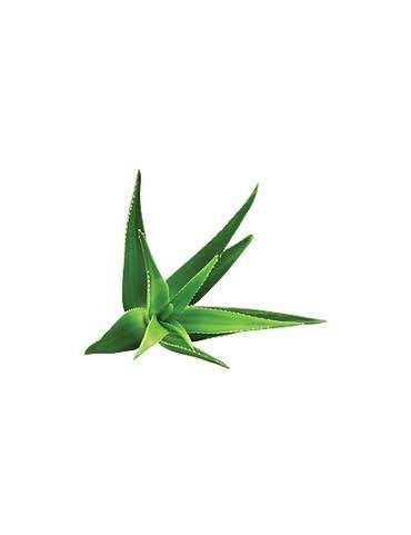 Poudre Ayurvédique d'Aloe Vera Bio en vrac