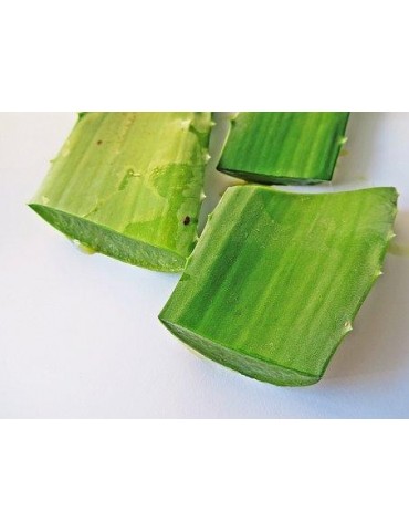 Huile d'Aloe Vera (Aloe Barbadensis & Helianthus annuus) 1L