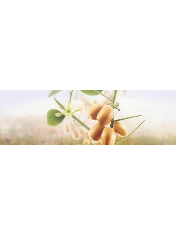 Huile de dattier du désert bio