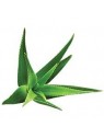 Poudre Ayurvédique d'Aloe Vera Bio en vrac